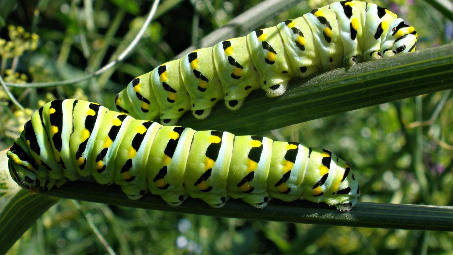 Caterpillars on Flowers | University of Maryland Extension