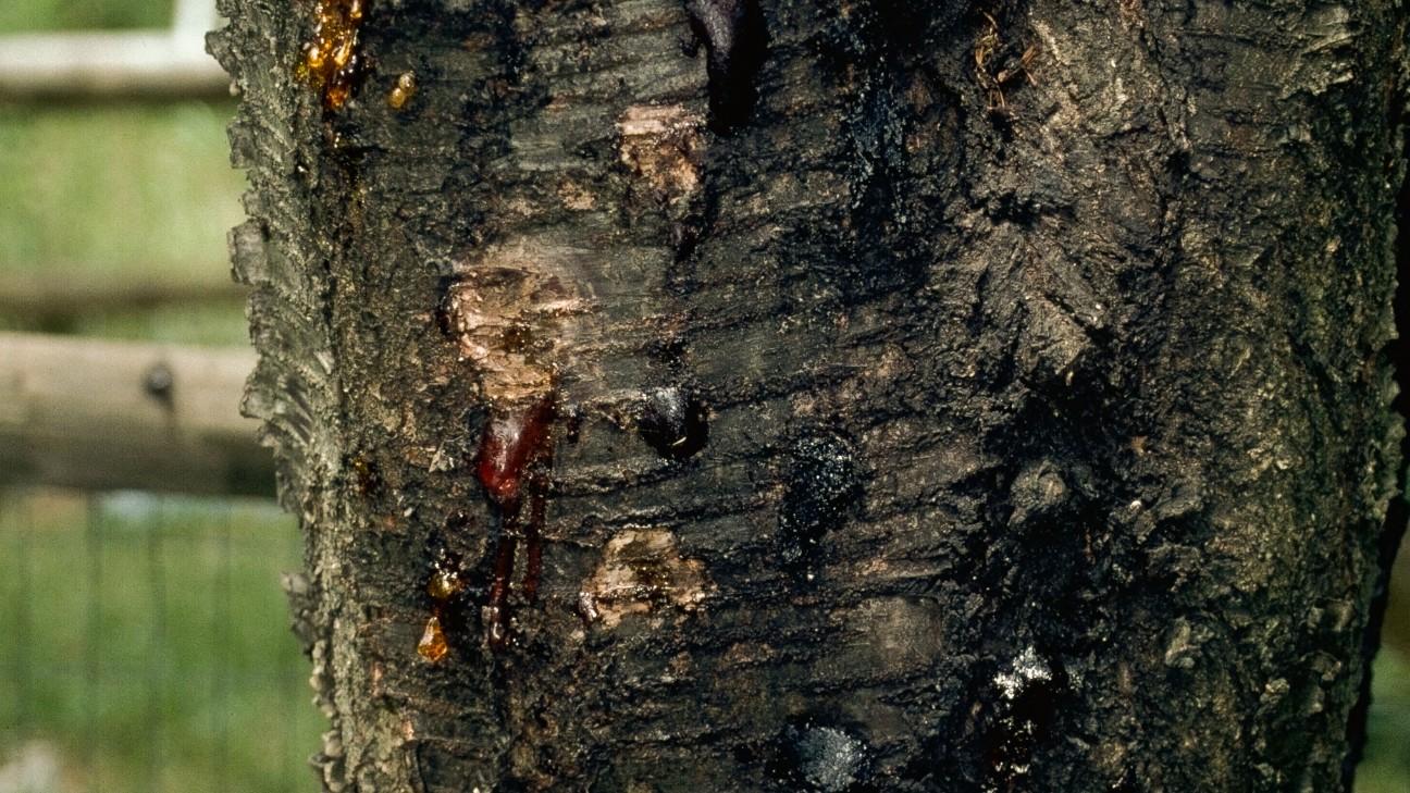 gummosis from borer insects in cherry tree