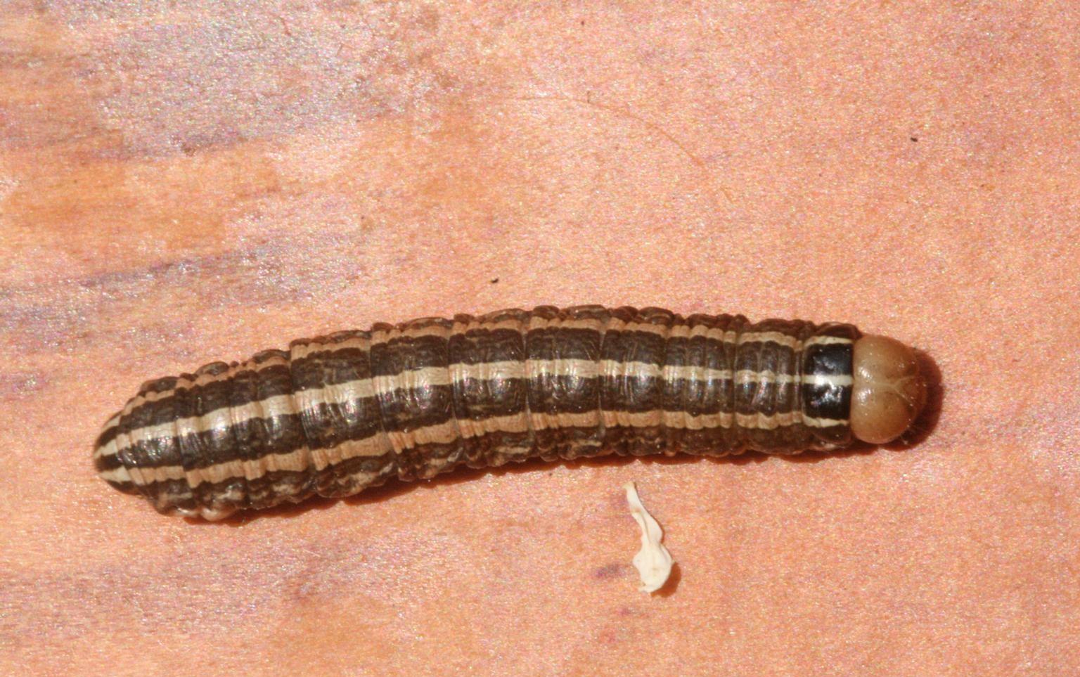 bronzed cutworm