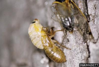 cicada nymph molting