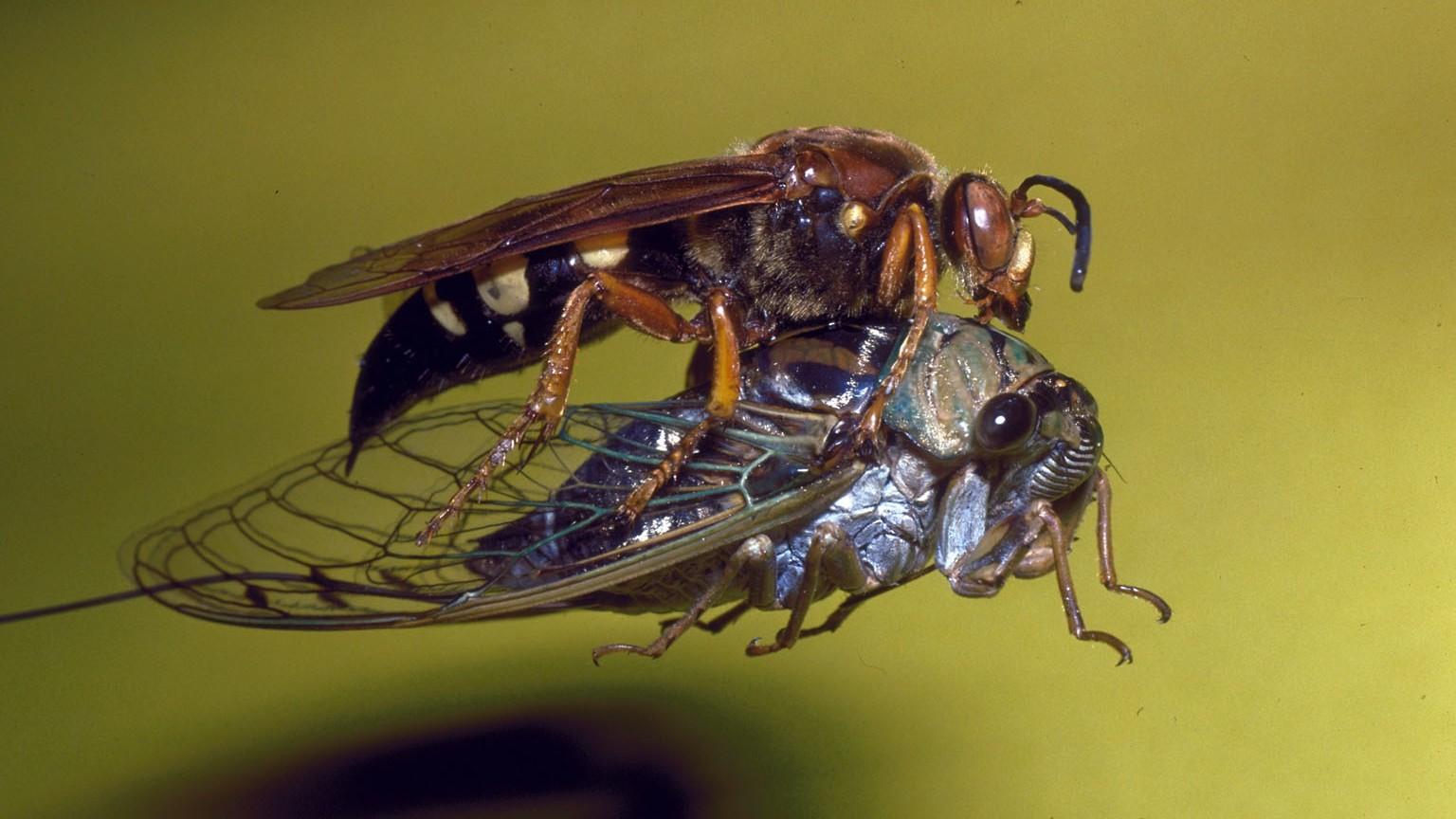 cicada killer wasp with prey