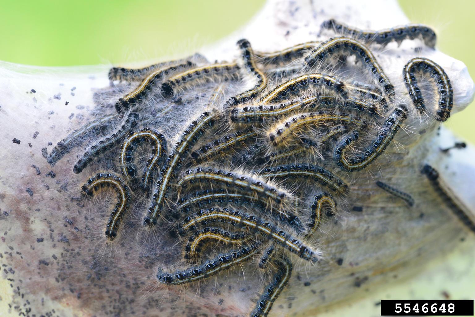 Eastern Tent Caterpillars and Forest Tent Caterpillars on Trees