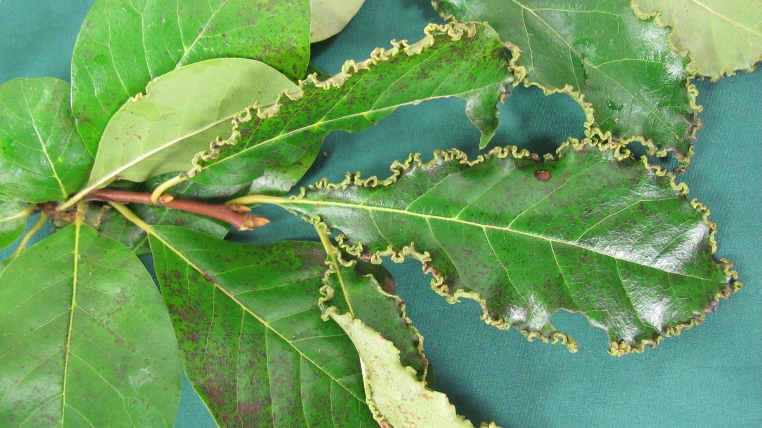 eriophiid mite damage on leaves