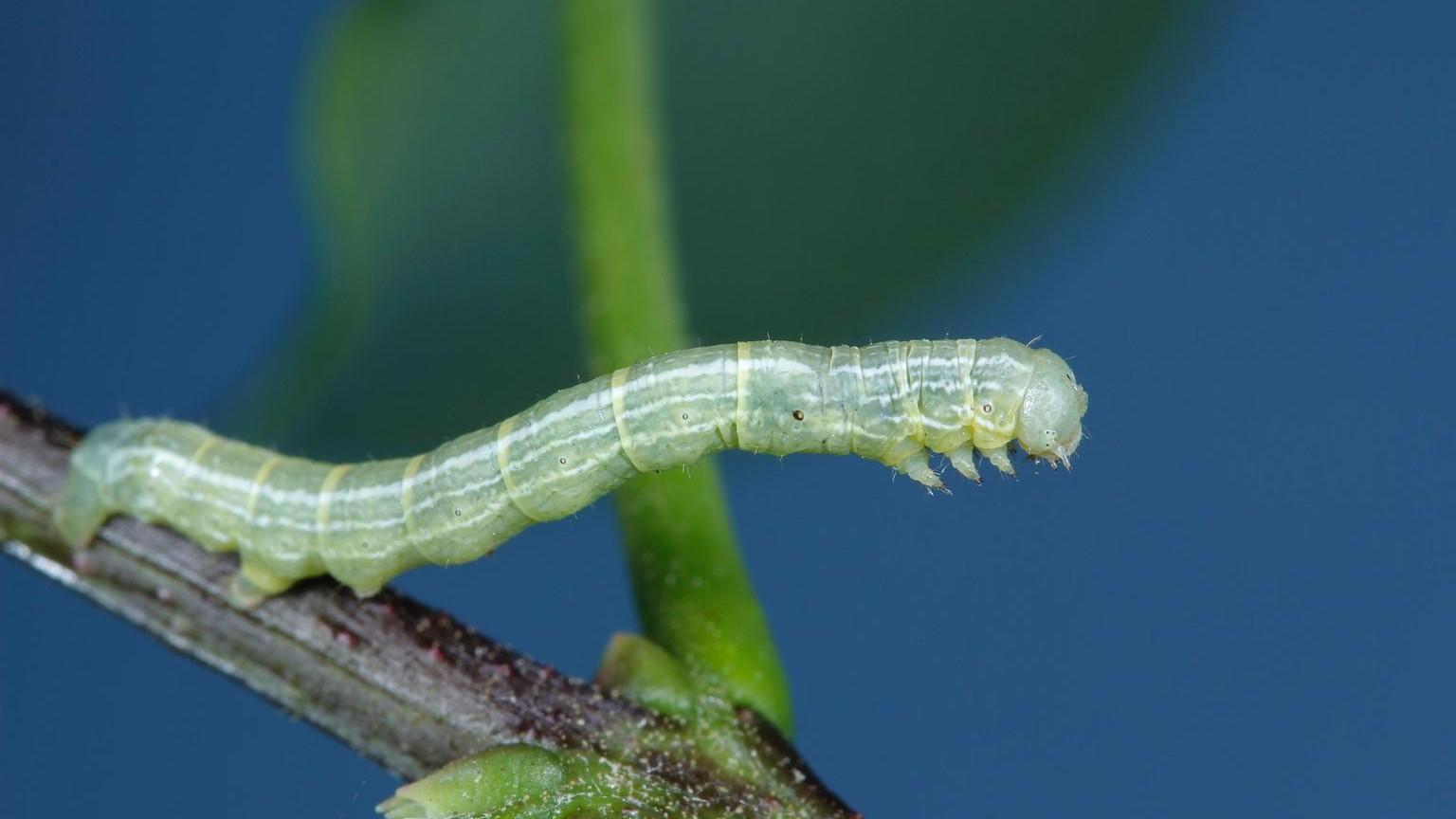 fall cankerworm