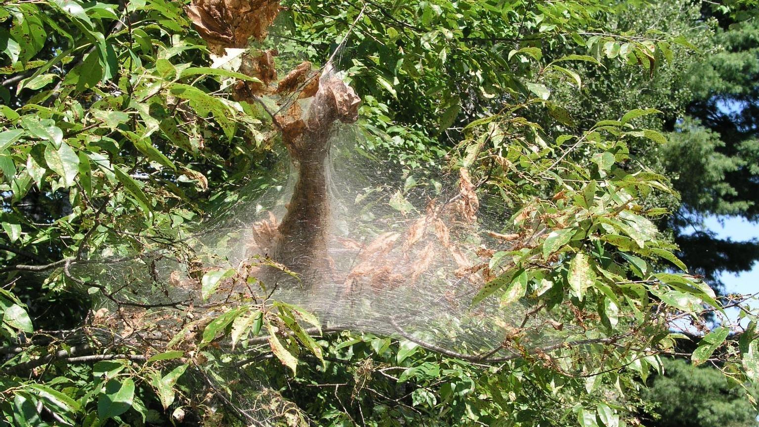fall webworm webbing in a tree