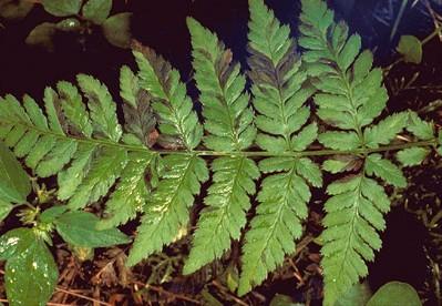 foliar nematode symptoms on fern