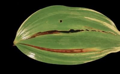 foliar nematode symptoms on hosta