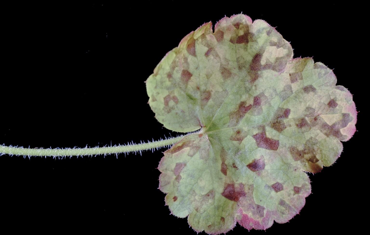foliar nematode symptoms on coral bells