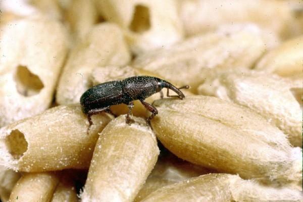 Wheat weevil on sale