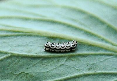 harlequin bug eggs