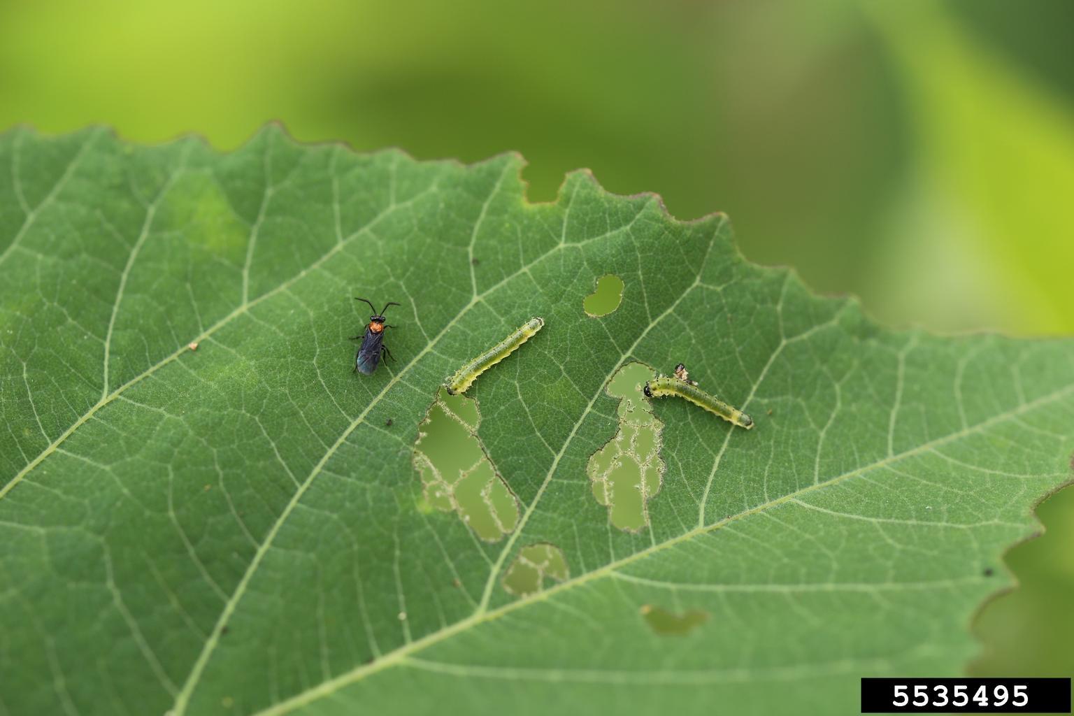 hibiscus sawfly larva and adult