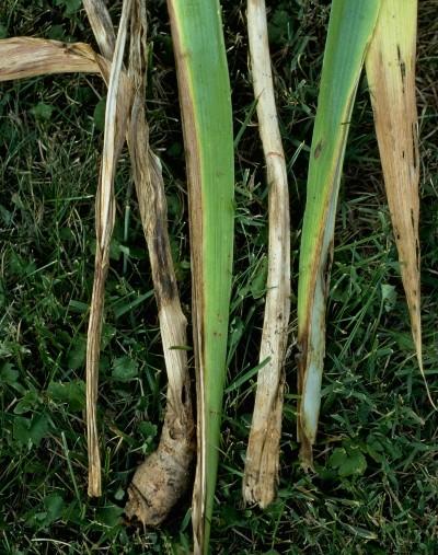 iris borer damage to leaves and bulb