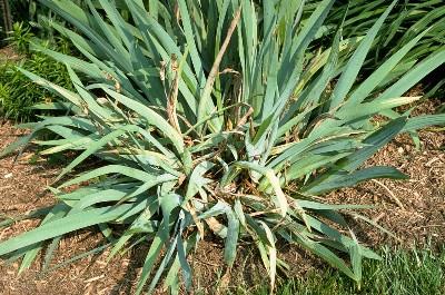 iris borer damage to whole plant