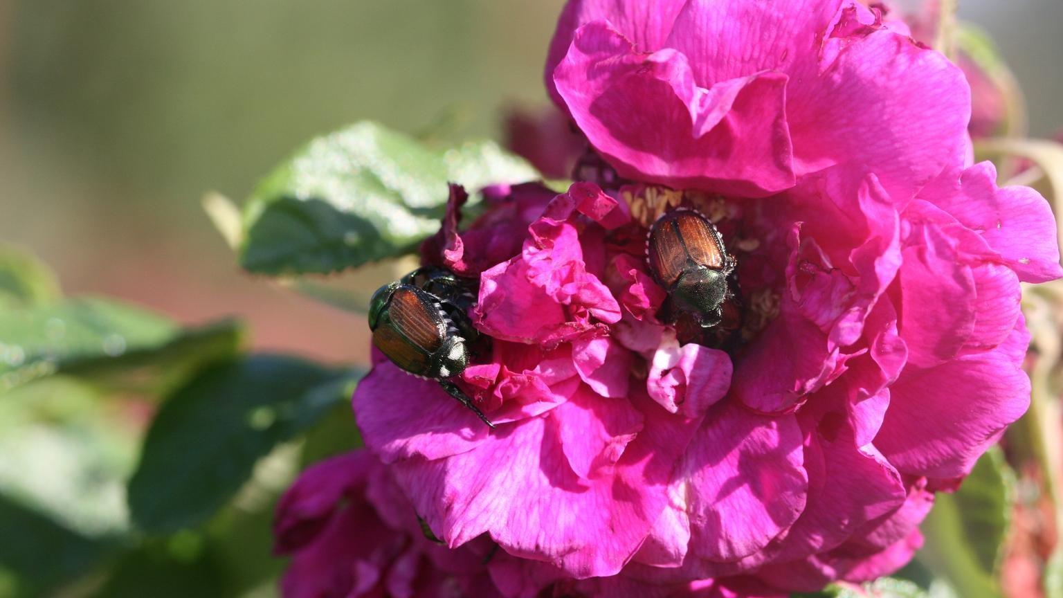 japanese beetles on rose flowers