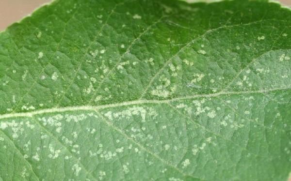 stippling injury on a leaf from leafhopper feeding