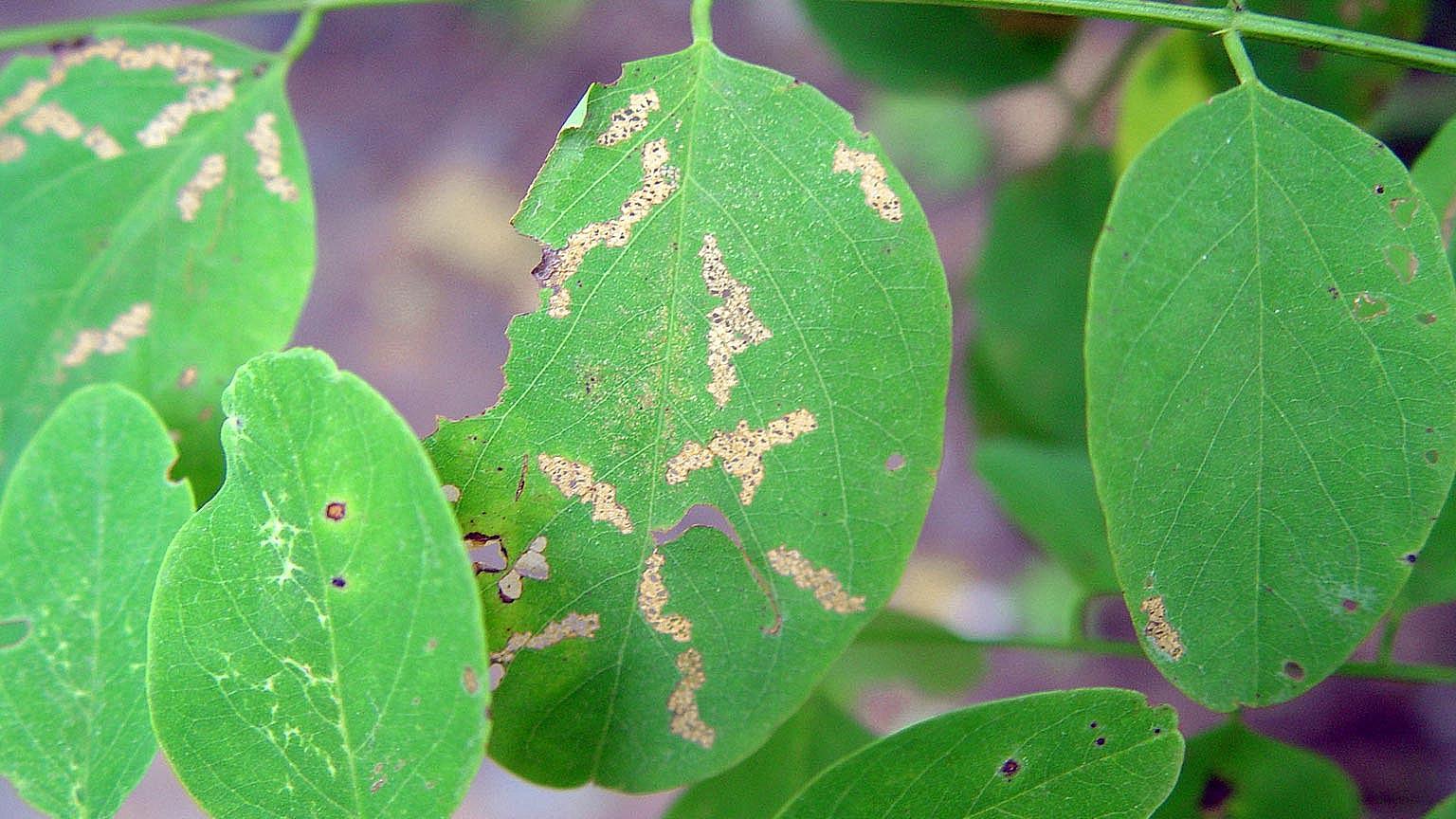 locust leafminer damage