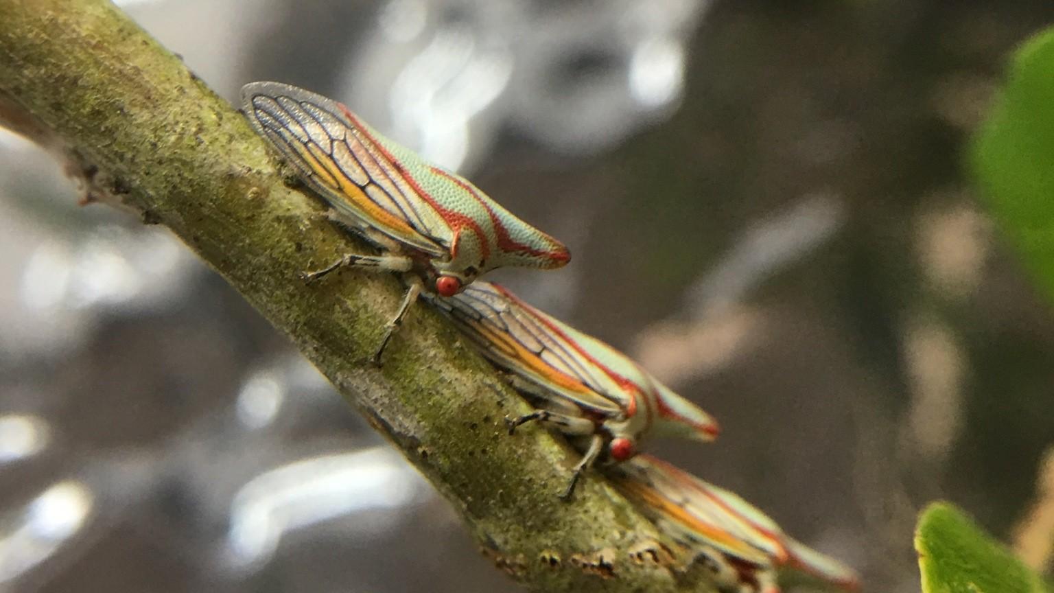 oak treehopper insect
