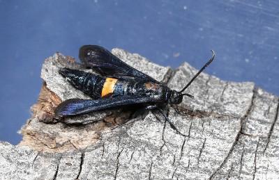 peach tree borer insect