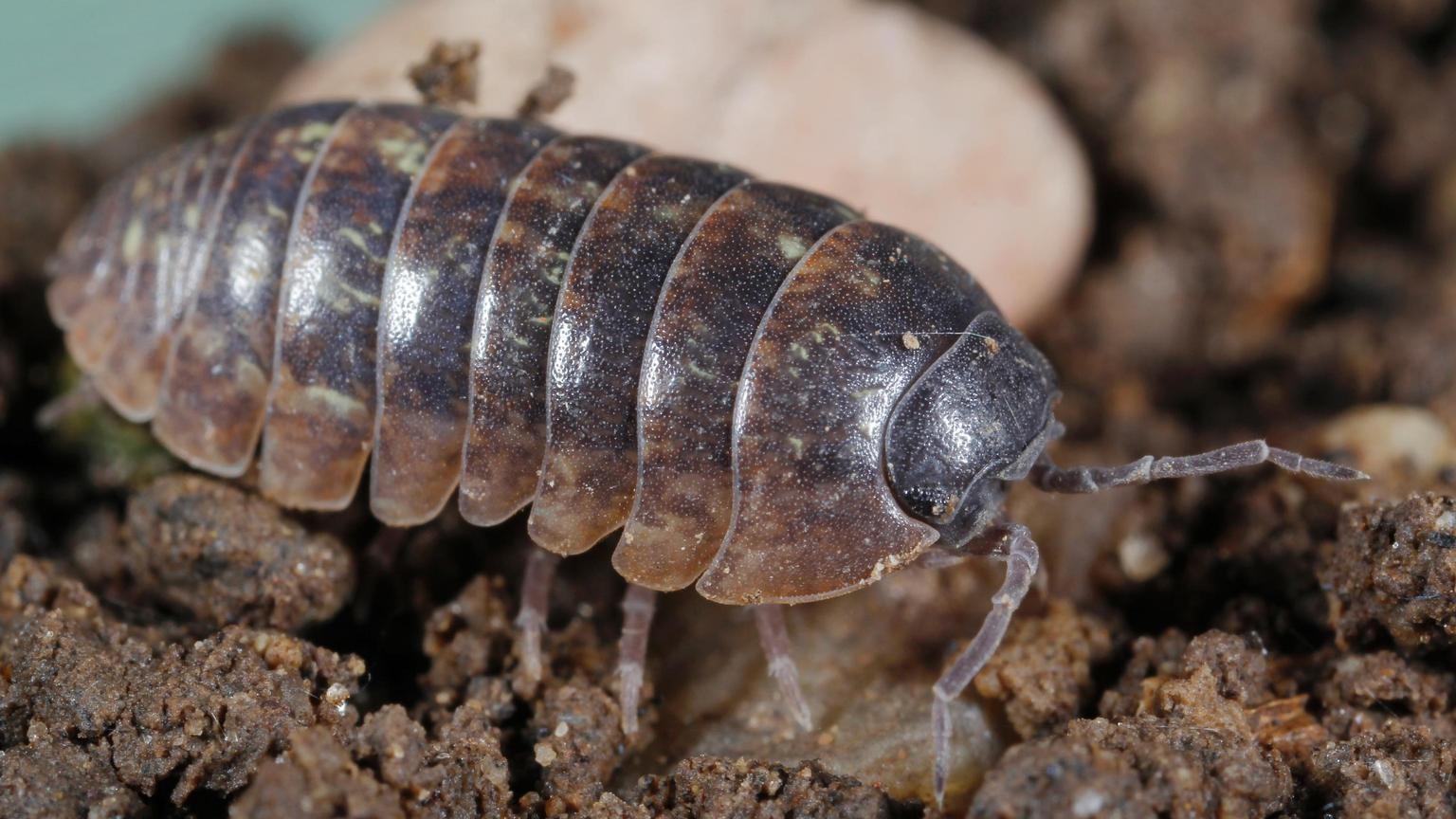 Pillbugs and Sowbugs | University of Maryland Extension