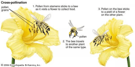 illustration of cross-pollination