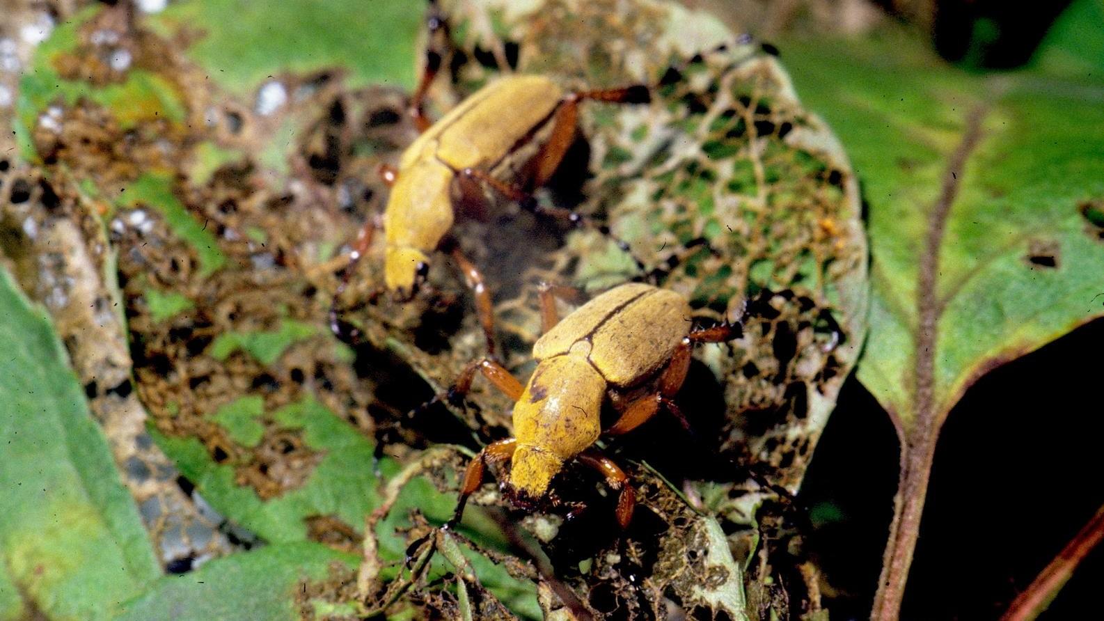 rose chafer beetles