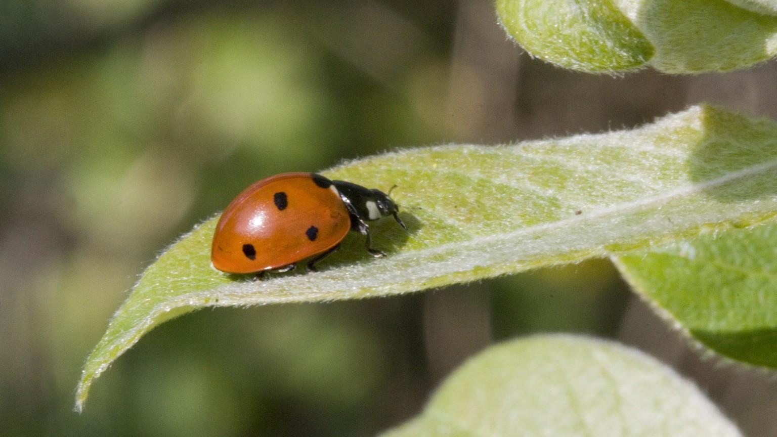 Ladybugs or Ladybird Beetles | University of Maryland Extension