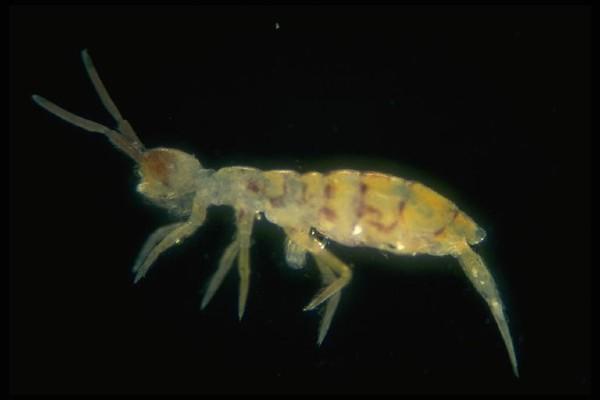 springtail insect
