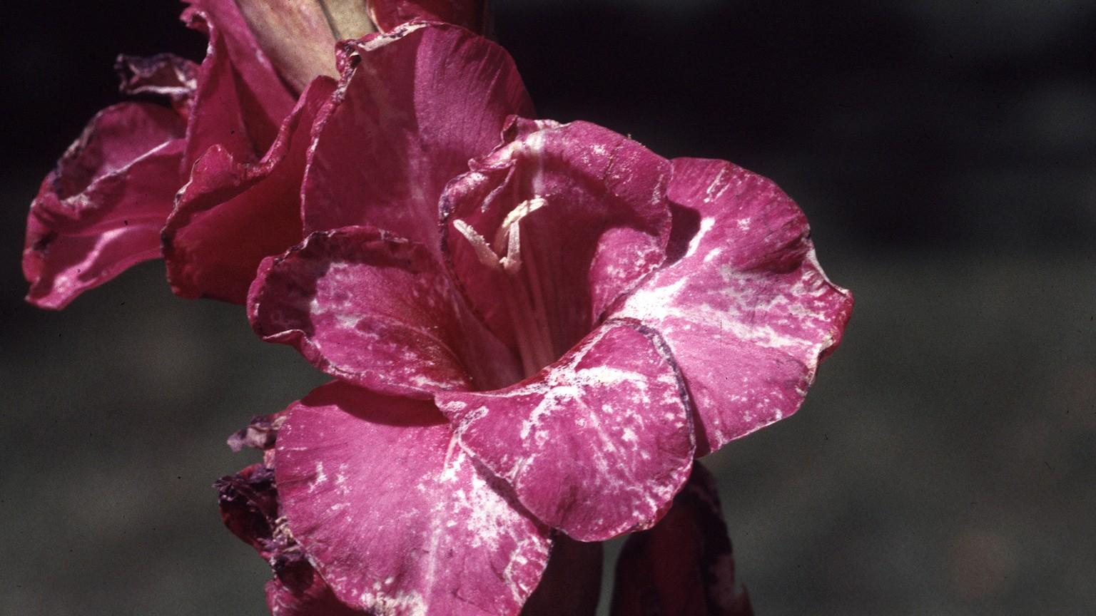 thrips damage on gladiolus flowers