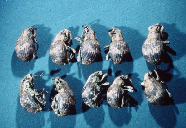 two-banded Japanese weevils
