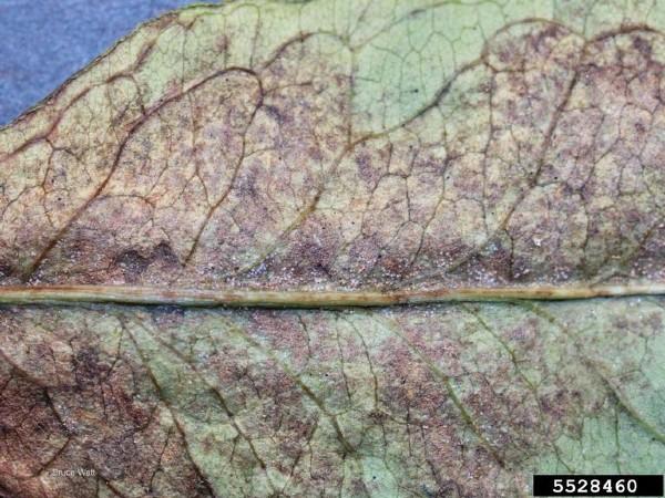 two-spotted spider mite injury