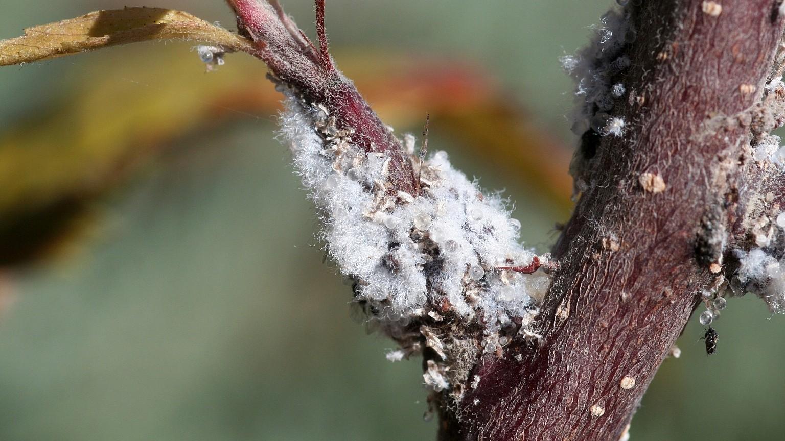woolly apple aphids