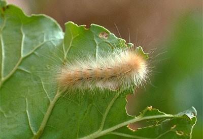 woollybear caterpillar