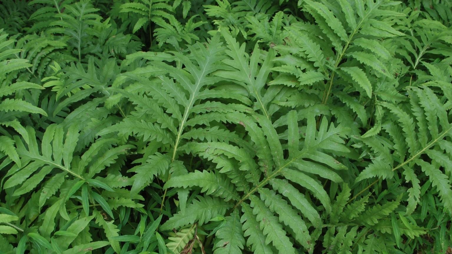 sensitive ferns as a groundcover
