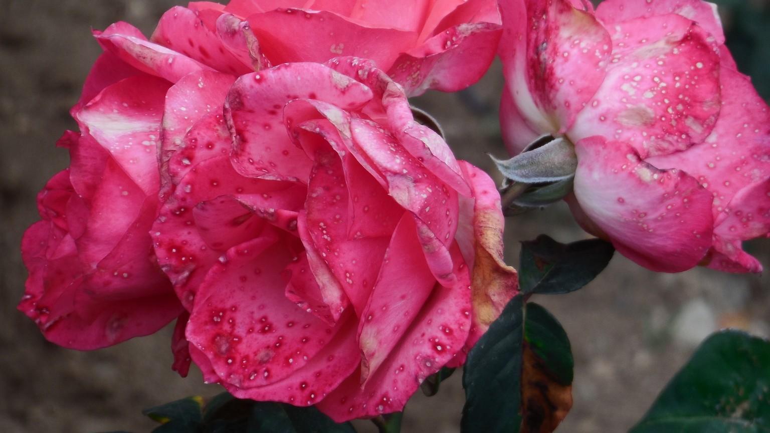 botrytis petal blight on rose