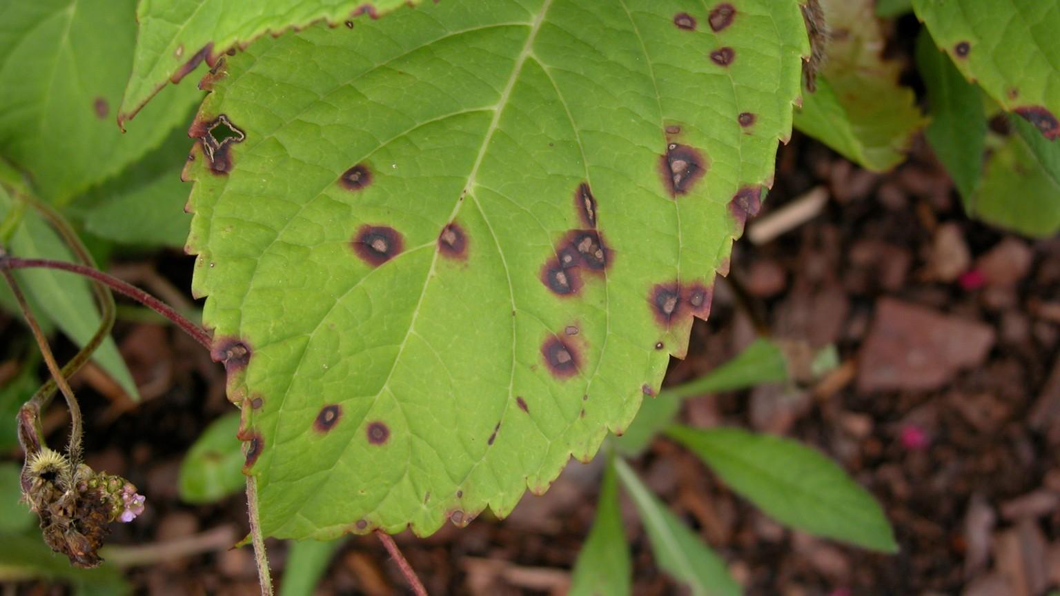 cercospora leaf spot on hydrangea