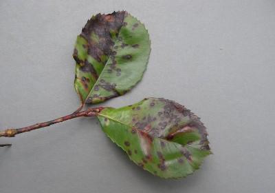 entomosporium leaf spot on chokeberry