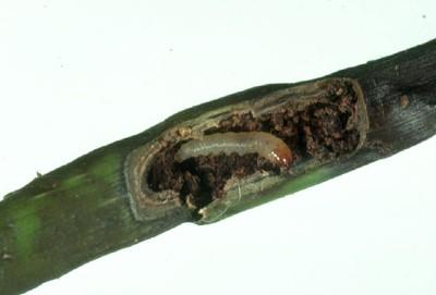 ash-lilac borer larva
