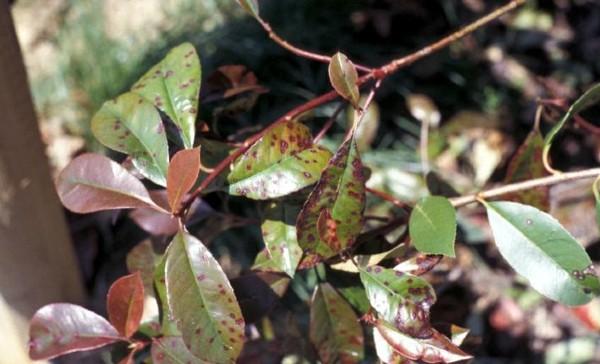 photinia leaf spot