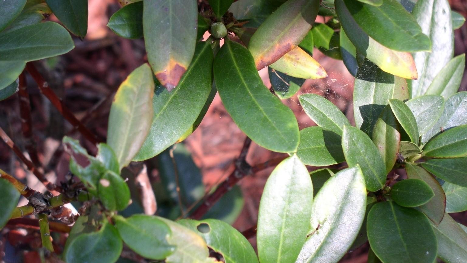 phytophthora root and crown root symptoms on rhododendron