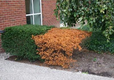 phytophthora root rot symptoms - section of a shrub is brown and dead