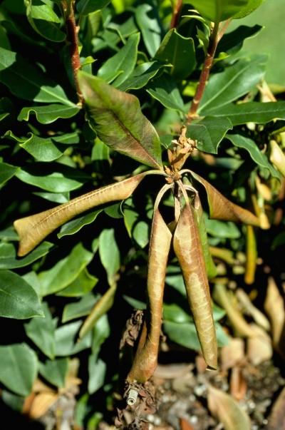 rhododendron phytophthora symptoms