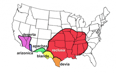 map showing range of brown recluse spider