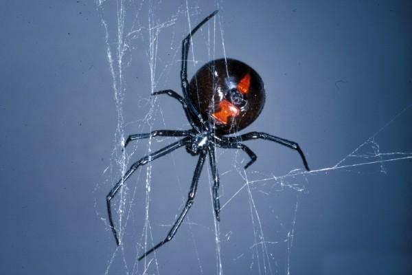 Spiders in Maryland | University of Maryland Extension