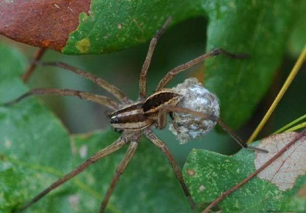wolf spider with egg case
