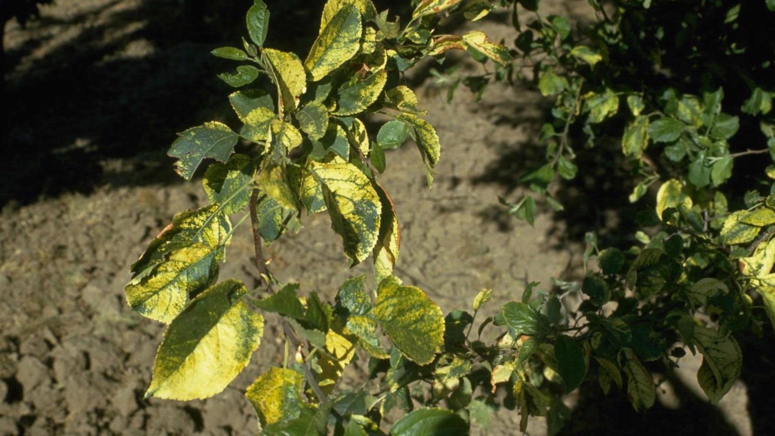 yellowed foliage on apple - apple mosaic virus symptoms