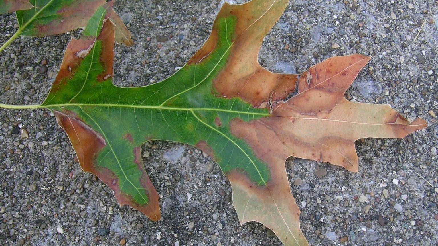 oak leaves discolored and turning brown early - bacterial leaf scorch symptoms
