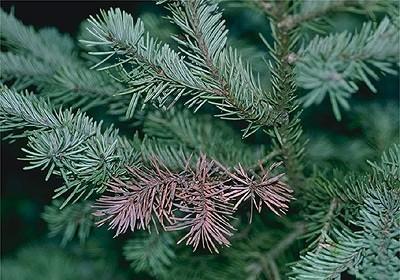 rhizophaeria needle cast symptoms on blue spruce