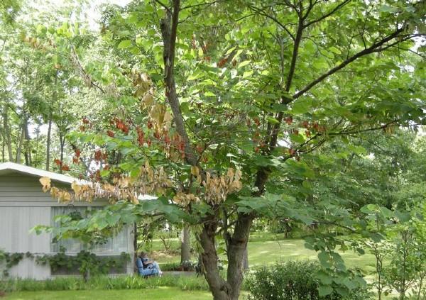 dying branches of redbud tree - botryosphaeria canker symptoms