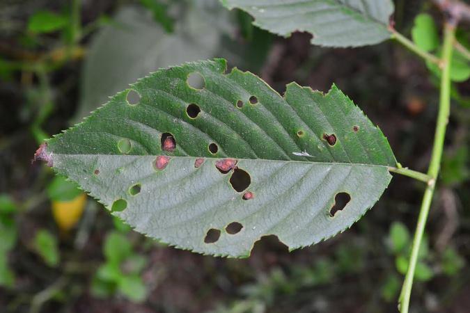 cherry leaf spot symptoms