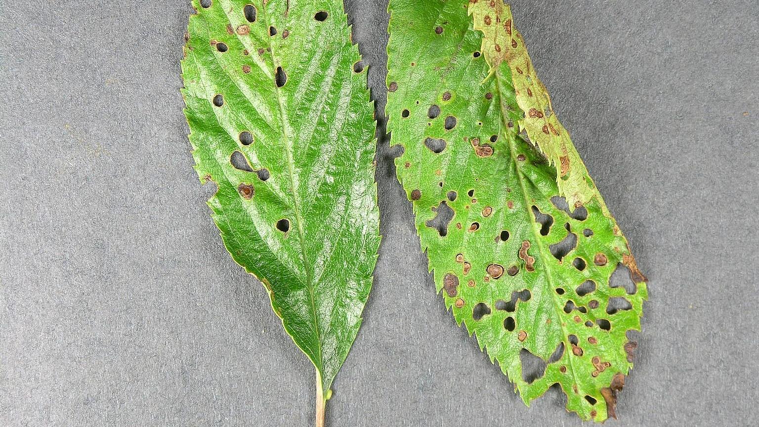 holes in cherry tree leaves - leaves drop early - cherry shot hole symptoms